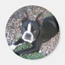 Boston Terrier Imanes De Nevera
