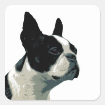 Boston Terrier Pegatinas Cuadradas