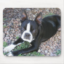 Boston Terrier Tapetes De Ratones