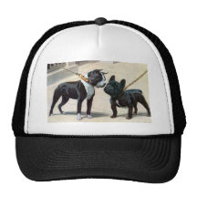 Boston Terrier y dogo francés Gorras