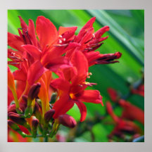 Botánico Impresiones