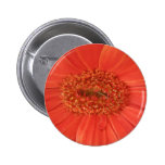 Botón anaranjado de la margarita del Gerbera Pin