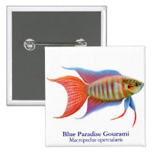 Botón azul de los pescados del Osphromemus gorami  Pins