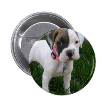Botón blanco del perrito del boxeador pin