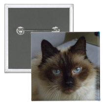 Botón bonito del gatito pin