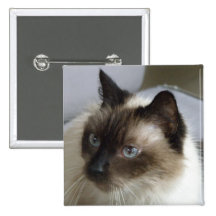 Botón bonito del gatito pins