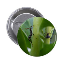 Botón con base del ~ del insecto de la hoja pin