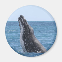 Botón cuadrado de Huggers de la ballena Imanes Para Frigoríficos
