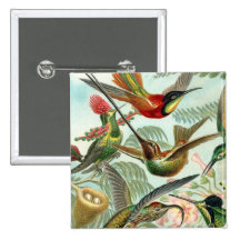 Botón cuadrado del colibrí