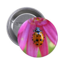 Botón de la mariquita pins