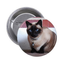 Botón del gato siamés pin