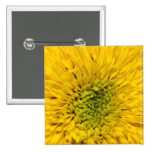 Botón del girasol del oso de peluche pins