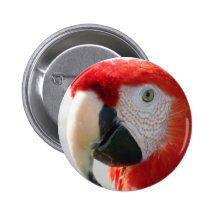 Botón del Macaw del escarlata Pins