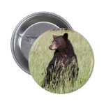 Botón del oso negro pins