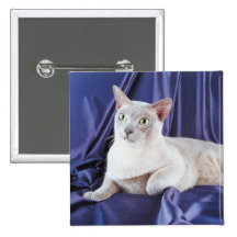 Botón del pedigrí del gato pin