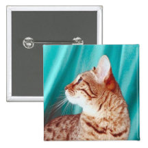 Botón del pedigrí del gato pin