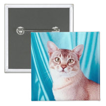 Botón del pedigrí del gato pin