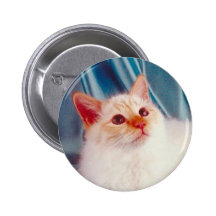 Botón del pedigrí del gato pin