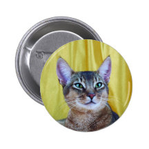 Botón del pedigrí del gato pins
