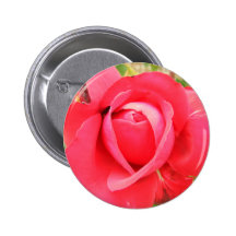 Botón del rosa rojo 001 pins