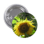 Botón que cultiva un huerto del girasol pin