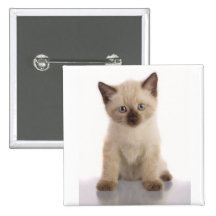 Botón siamés del gatito pins
