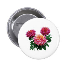 Botones rosados del clímax de Kidds de las dalias Pins