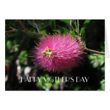 Bottlebrush carmesí 2, tarjeta de felicitación del