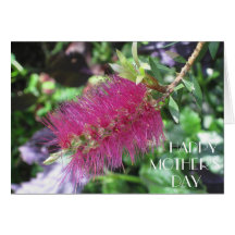 Bottlebrush carmesí, tarjeta de felicitación del d