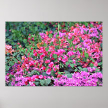 Bougainvillea, flores del rosa de la flor de papel poster