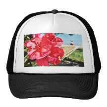 Bougainvillea Glabra alias una flor de papel en Gr Gorras