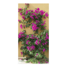 Bougainvillea magenta profundo en México Tarjetas Fotográficas Personalizadas