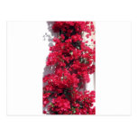 Bougainvillea rojo tarjeta postal