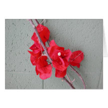 Bougainvillea ubicuo tarjeton