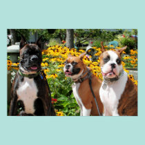 Boxeador Baxter Bella Betsy 1 posters