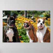 Boxeador Baxter Bella Betsy 1 Posters