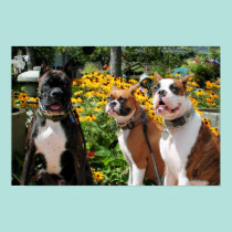 Boxeador Baxter Bella Betsy 2 posters