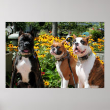 Boxeador Baxter Bella Betsy 2 Posters