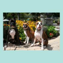 Boxeador Baxter Bella Betsy 3 posters
