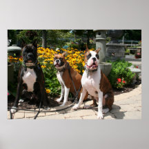 Boxeador Baxter Bella Betsy 3 Impresiones
