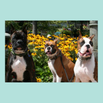 Boxeador Baxter Bella Betsy 4 posters