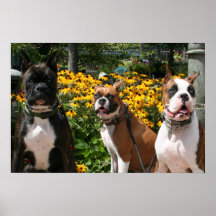 Boxeador Baxter Bella Betsy 4 Impresiones