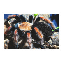 Brachypelma boehmei lona envuelta para galerías