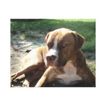Brando/APBT/mezcla Lona Estirada Galerías