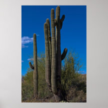 Brazo largo del cactus 3990 impresiones