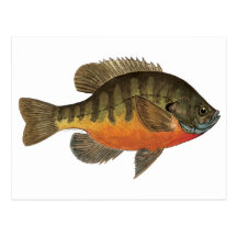 Brema del Lepomis macrochirus Tarjetas Postales