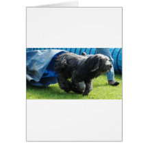Briard Grußkarten