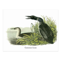 Bribón común, Juan Audubon Postales