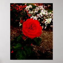 Brillante rojo poster
