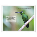 brillante Verde-coronada Fotografias